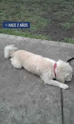 Perrito descansando después del paseo