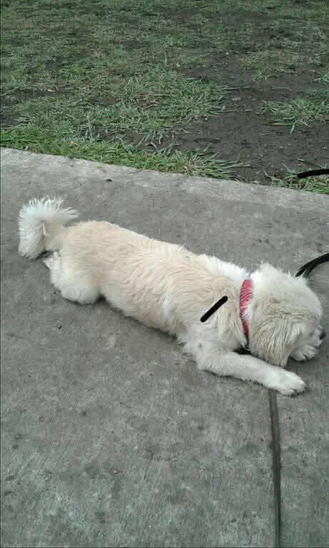 Perro de paseo por Villa del Parque