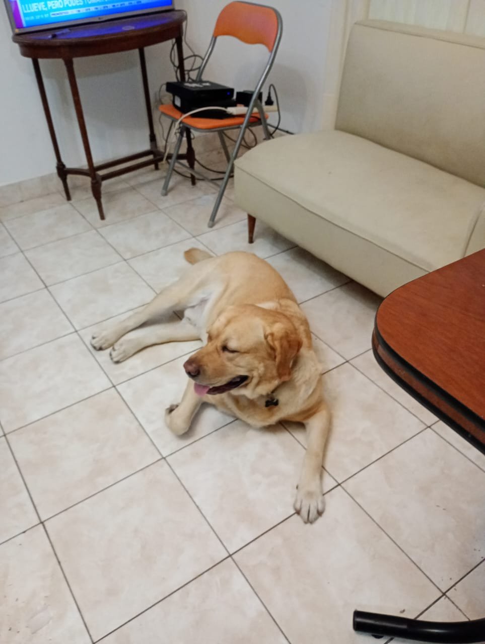 Labrador feliz descansando en guardería canina Villa Devoto